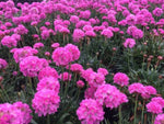 Armeria Daydream