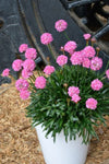 Armeria Daydream