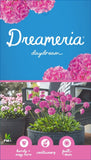 Armeria Daydream