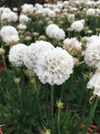 Armeria Dream Clouds