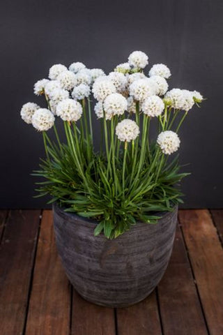 Armeria Dream Clouds