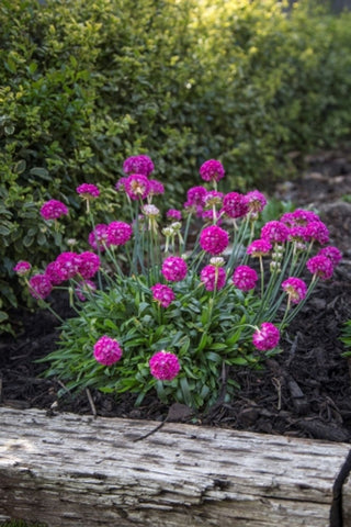 Armeria Dream Weaver