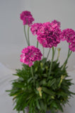 Armeria Dream Weaver