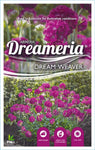 Armeria Dream Weaver