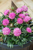 Armeria Dreamboat