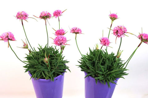 Armeria Dreamboat