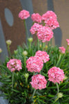 Armeria Dreamland