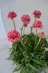 Armeria Dreamland