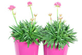 Armeria Dreamland