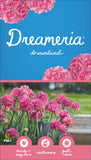 Armeria Dreamland