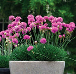 Armeria Pretty Petite
