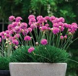 Armeria Pretty Petite