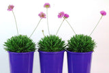 Armeria Pretty Petite
