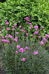 Armeria Ruby Petite