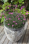 Armeria Ruby Petite