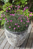 Armeria Ruby Petite