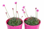 Armeria Ruby Petite