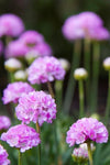 Armeria Sweet Dreams