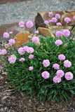 Armeria Sweet Dreams