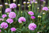 Armeria Sweet Dreams