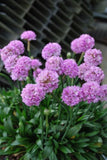 Armeria Sweet Dreams