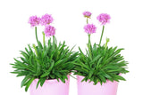 Armeria Sweet Dreams