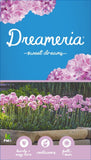 Armeria Sweet Dreams