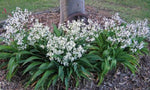 Arthropodium cirratum Te Puna