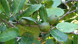 Atractocarpus fitzalanii (Tucker Bush Native Gardenia)