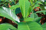 Atractocarpus fitzalanii (Tucker Bush Native Gardenia)