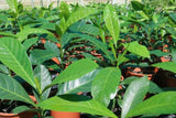 Atractocarpus fitzalanii (Tucker Bush Native Gardenia)