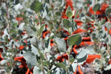 Atriplex nummularia (Tucker Bush Old Man Salt Bush)