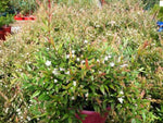 Austromyrtus dulcis (Tucker Bush Midyim Berry)