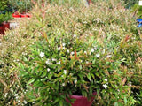 Austromyrtus dulcis (Tucker Bush Midyim Berry)