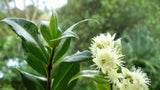 Backhousia citriodora (Tucker Bush Lemon Myrtle)