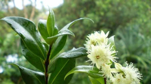 Backhousia citriodora (Tucker Bush Lemon Myrtle)