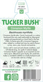 Backhousia myrtifolia (Tucker Bush Cinnamon Myrtle)