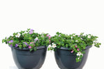 Bacopa Megacopa Basket Combination