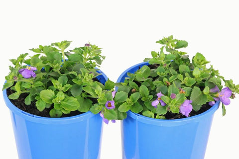 Bacopa Megacopa Blue