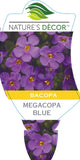 Bacopa Megacopa Blue