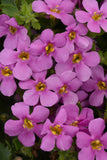 Bacopa Megacopa Pink