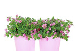 Bacopa Megacopa Pink