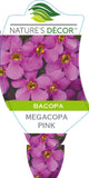 Bacopa Megacopa Pink