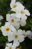 Bacopa Megacopa White