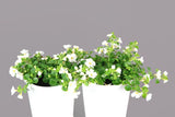 Bacopa Megacopa White