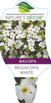 Bacopa Megacopa White