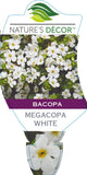 Bacopa Megacopa White