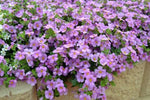 Bacopa Scopia Great Pink