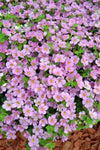 Bacopa Scopia Great Pink