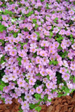 Bacopa Scopia Great Pink